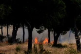 Un incendie a atteint le parc naturel de Doñana dans le sud de l'Espagne, le 25 juin 2017 près de Mazagon