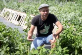 Le fermier Andreas Gugumuck dans son exploitation "Wiener Schnecken", le 18 juin 2022 à Vienne, en Autriche