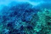 Blanchissement de corail sur la Grande Barrière d'Australie, le 7 mars 2022 