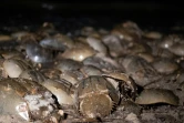 Des crabes fer à cheval ou Limulidés, sur une pmlage près de Dover, dans le Delaware, le 17 juin 2022
