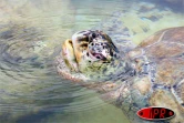 Jeudi 24 août 2006 - 

Kélonia, le royaume Marinette la tortue marine