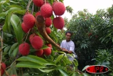 Le letchi de La Réunion aura son &quot;label rouge&quot;, une reconnaissance de la qualité du petit fruit rouge
