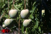 Qu'elles soient carotte, sauvage, josé, auguste ou américaine, les mangues font partie des fruitss préférés des Réunionnais