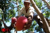Qu'elles soient carotte, sauvage, josé, auguste ou américaine, les mangues font partie des fruitss préférés des Réunionnais