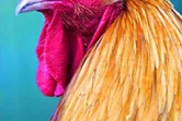 Le conservatoire agricole de l'Océan Indien regroupe une centaine de races rares de poules d'ornement et de chair