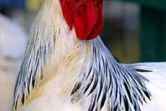 Le conservatoire agricole de l'Océan Indien regroupe une centaine de races rares de poules d'ornement et de chair