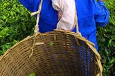Champ de thé à Mauriceen général, ce sont les femmes qui cueillent les feuilles de thé