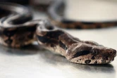 boa constricteur