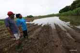 Des agriculteurs impactés par les fortes intempéries dans l'est