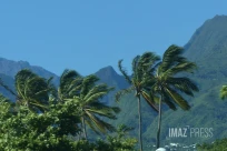 Vent, ciel bleu, soleil et cocotiers