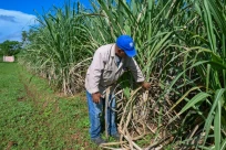 Un ouvrier inspecte des cannes à sucre qui serviront à de nouvelles plantations, à la coopérative agricole Rigoberto Corcho, dans la province d'Artemisa, le 27 juin 2024 à Cuba