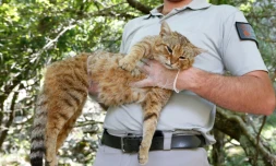 Un agent de l'Office national de la chasse et de la faune sauvage tient un "ghjattu-volpe" ("chat-renard") dans la forêt d'Asco, en Corse, le 12 juin 2019