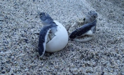 Après l'éclosion des oeufs, Kélonia étudie le cinquième et dernier du nid d'Emma