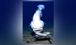 poissons abyssaux ophidiidae