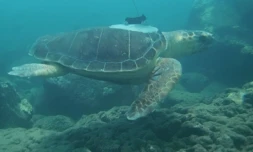 Le voyage continue avec la tortue caouanne Tina