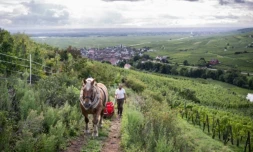 Malik Oudni, propriétaire de "La ferme sans nom" et son cheval Vizir, lors de vendanges à Ammerschwihr, dans le Haut-Rhin, le 5 septembre 2025 ( AFP / SEBASTIEN BOZON )