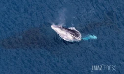 baleines septembre 2023