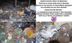 Bandcochon