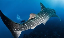 Rencontre plongeur et requin baleine