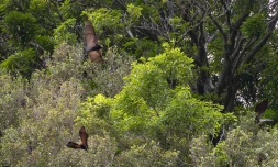 Sainte-Suzanne : un ballet de chauves-souris à la cascade Niagara
