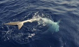 requins 