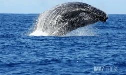 Baleine au large de la baie de Saint-Paul