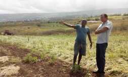 Production Oignon Piton Saint Leu