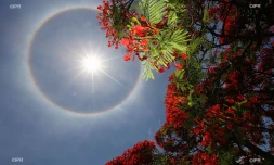 halo de chaleur