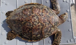 Manon, une jeune tortue imbriquée retrouvée morte à La Saline 