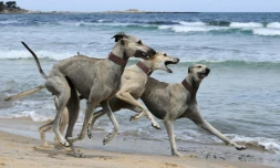 Des lévriers sloughis jouent sur une plage à Cap Angela, dans la région de Bizerte, le 22 mai 2025 en Tunisie
