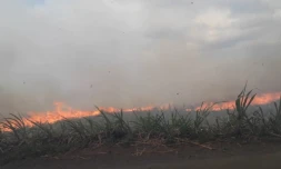Saint-André : vaste feu dans un champ de canne, des habitants évacués