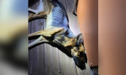 La Possession : une chienne délaissée par ses propriétaires, morte après quatre semaines d'agonie