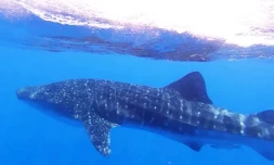 Globice observe Ă son tour un requin-baleine au large du Port