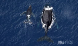 baleines septembre 2023