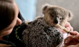 Emma Meadows de l'association Wires nourrit Ajooni, un bébé koala, le 4 octobre 2024 à Sydney ( AFP / Saeed KHAN )