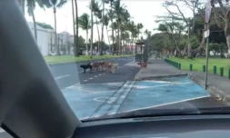 Un gang de chiens s\'attaque aux motos. (Hozzy Youne Kaye/Radar 974)