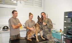 Les animaux militaires des FAZSOI soignés grâce à l'ostéopathie 