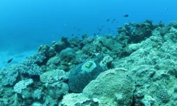 balise tortue retrouvée lors d'une plongée, 12 février 2022