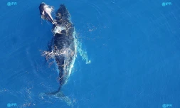 Baleines
