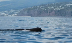 Observation marine : des cachalots aperçus aux abords de la NRL