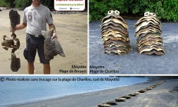 Braconnage de tortues à Mayotte