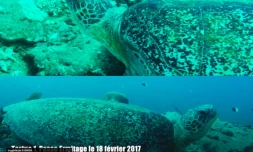 Tortue verte Stéphane 