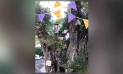 Un tamarin centenaire sauvé de l'abattage à Saint-Denis