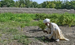 Selon l'Office des Nations unies contre la drogue et le crime (ONUDC), l'éradication du pavot a infligé l'an dernier près d'un milliard d'euros de pertes aux cultivateurs afghans ( AFP / Wakil KOHSAR )