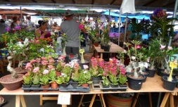 Déménagement du marché aux fleurs de Saint-Pierre