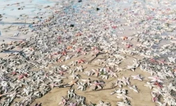 dune du pilat nouvelle quitaine arcachon étoiles de mer échouées