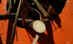 canne à sucre 