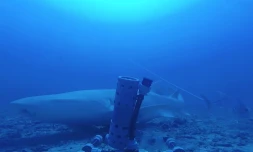Un requin nourrice fauve filmé par les caméras du CSR au large de Saint-Gilles