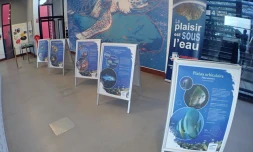 Kélonia : une exposition pour découvrir les poissons de La Réunion 