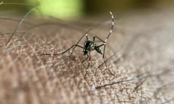 Le chikungunya circule à un niveau sans précédent aussi tôt dans l'année en métropole, avec huit cas autochtones détectés pour l'heure, a signalé mercredi l'agence de santé publique, établissant un lien clair avec l'épidémie en cours depuis plusieurs mois à La Réunion ( AFP / Manjunath Kiran )